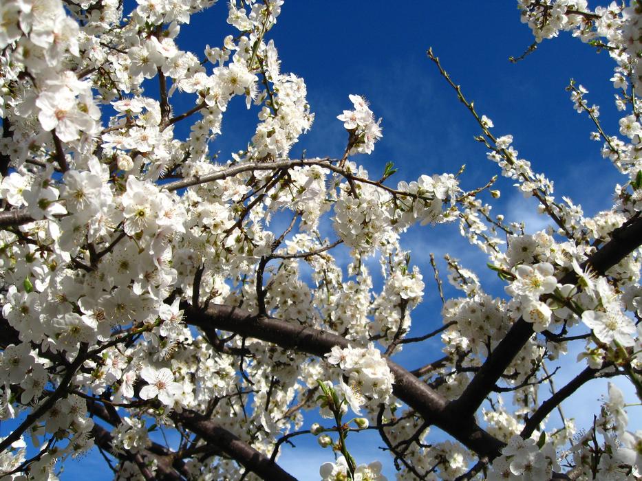 Cherry Tree Branch