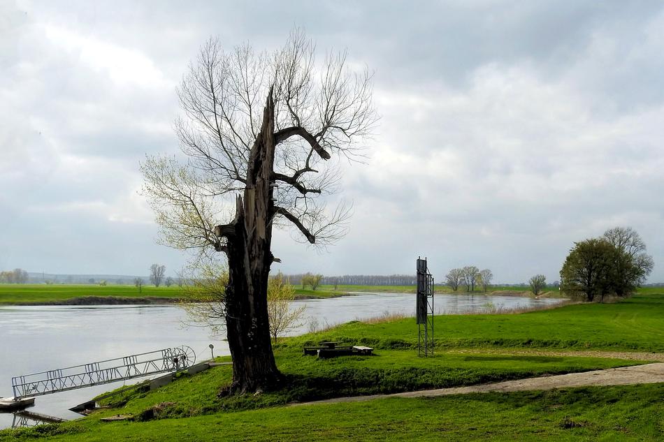 Tree Landscape Nature