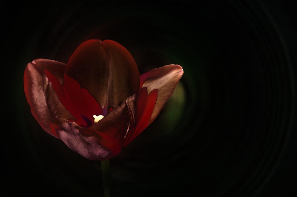 Flower Nature Tulip