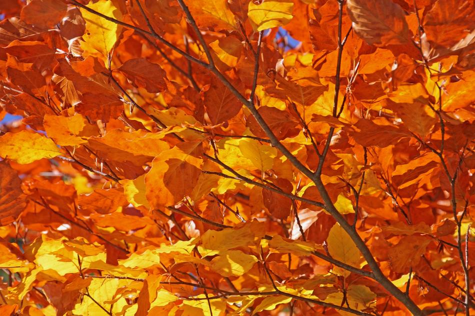 Autumn Nature Forest Mountain