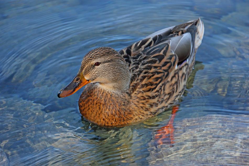a duck floating in the water is cute