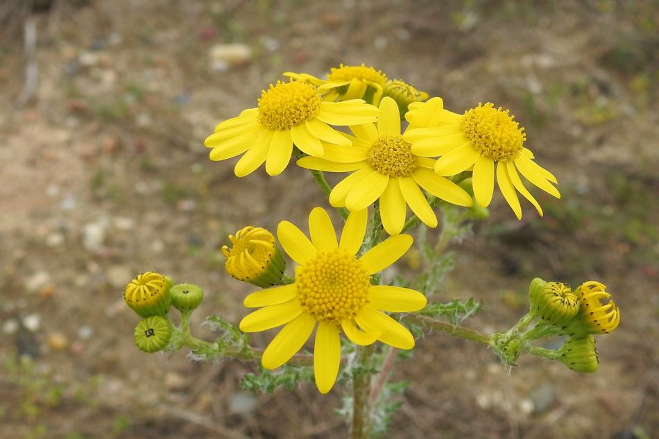 yellow daisies in the woods