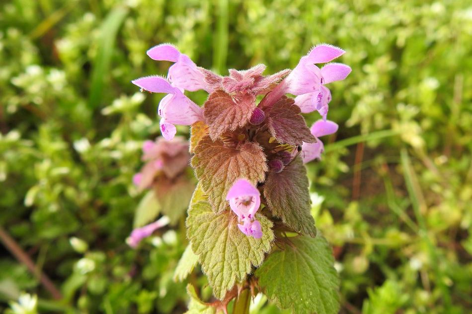 Nature Flower Plant