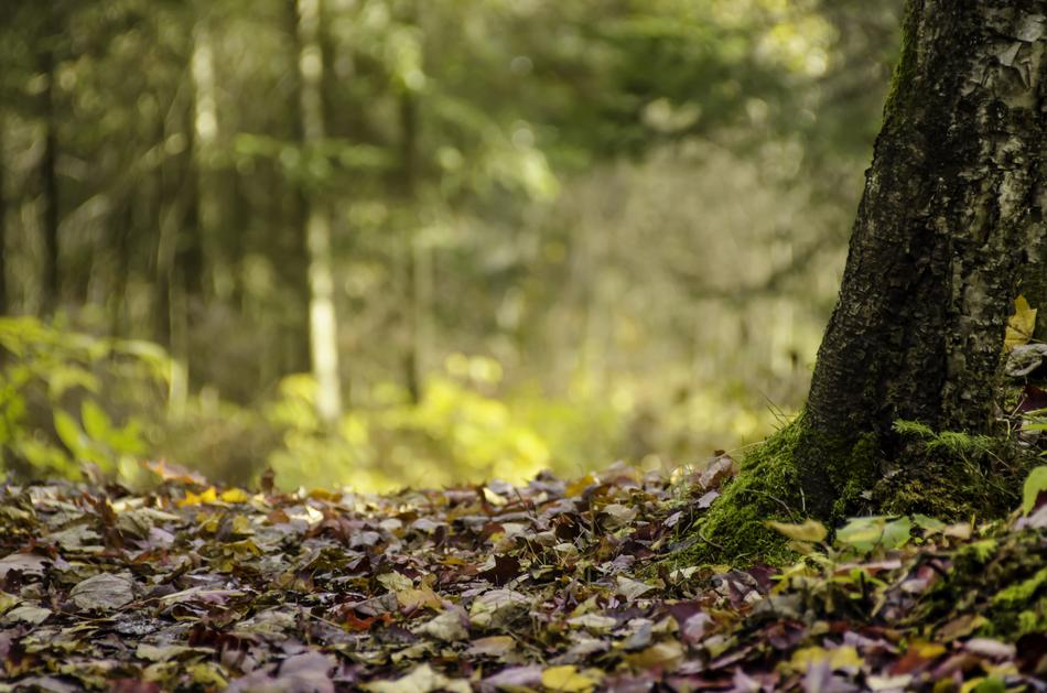 Wood Nature Tree