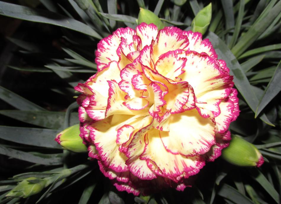 an unusual flower with pink patterns