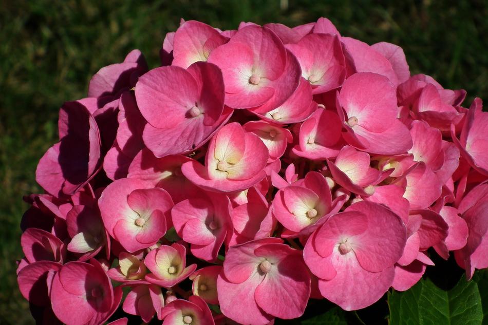 Flower Hydrangea Pink