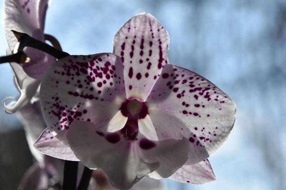 Flower Nature Plant