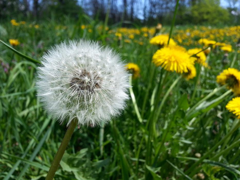 Dandelion Nature Flora