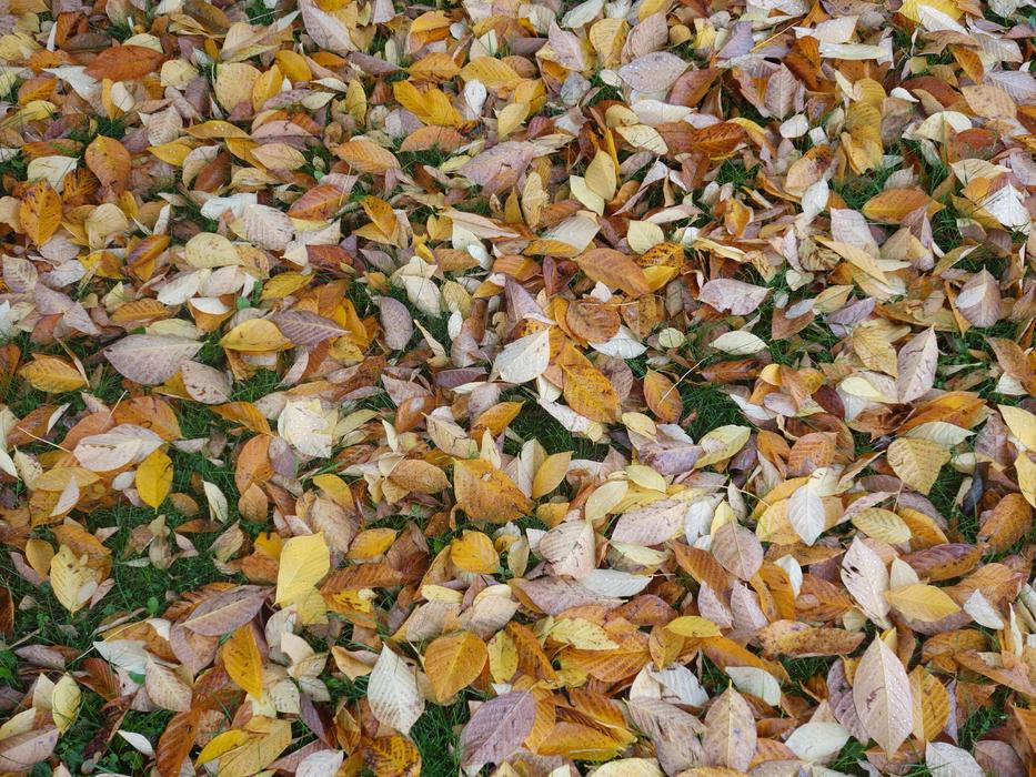 Fall Foliage Leaves Discolored