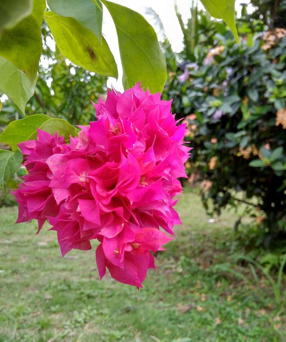 Flower Bougainvillea Red
