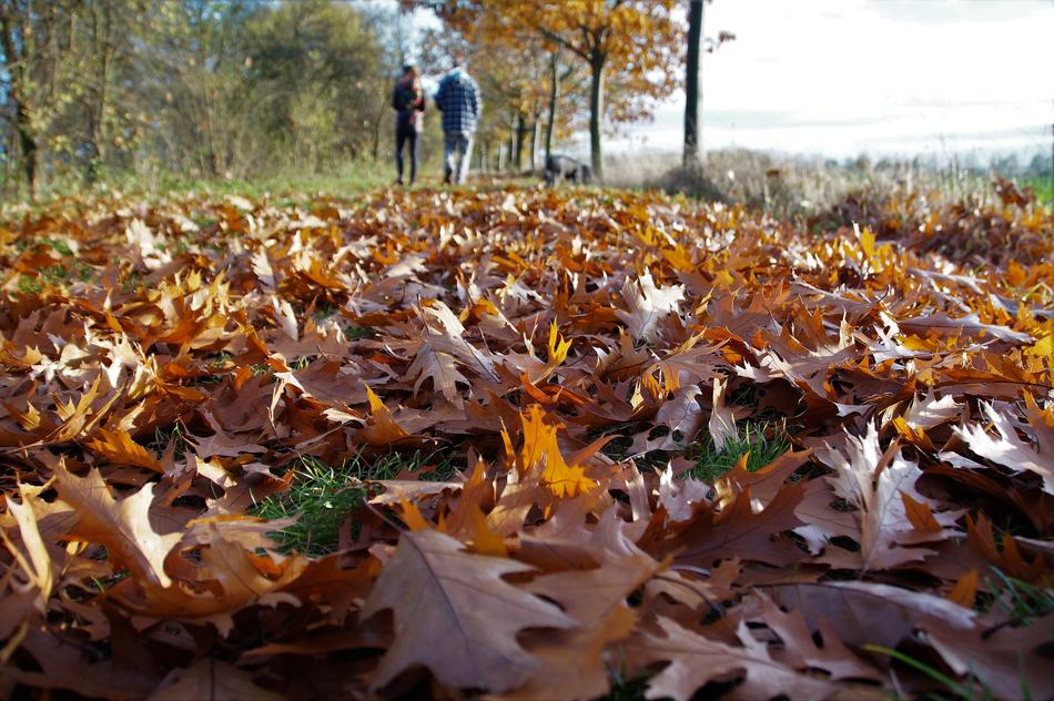 Autumn Fallen Leaves Colored