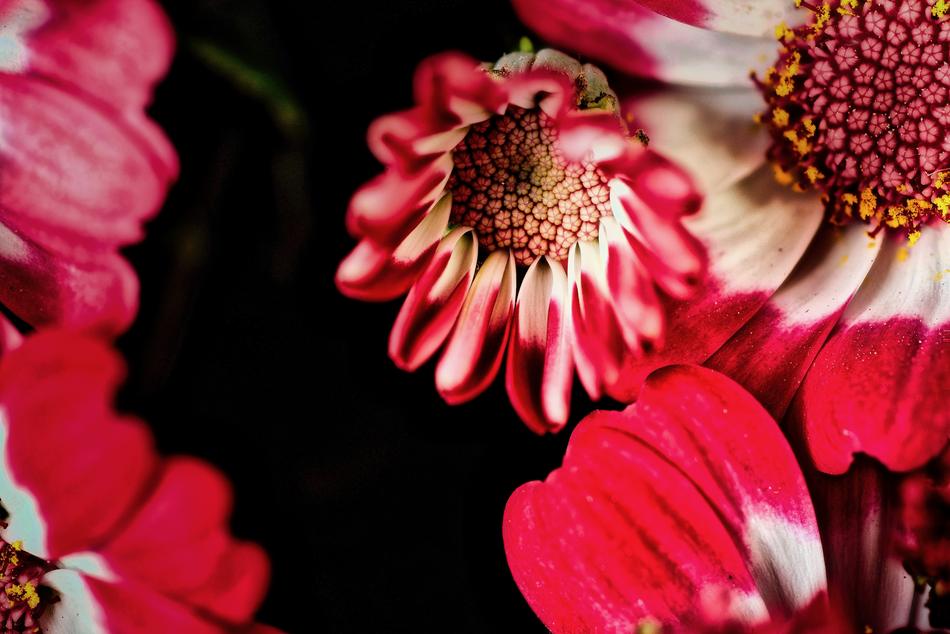 Flower Nature Plant
