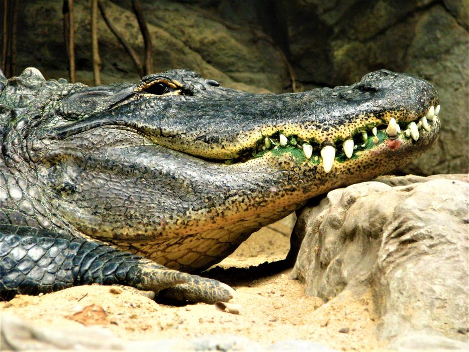 Crocodile Alligator Reptiles