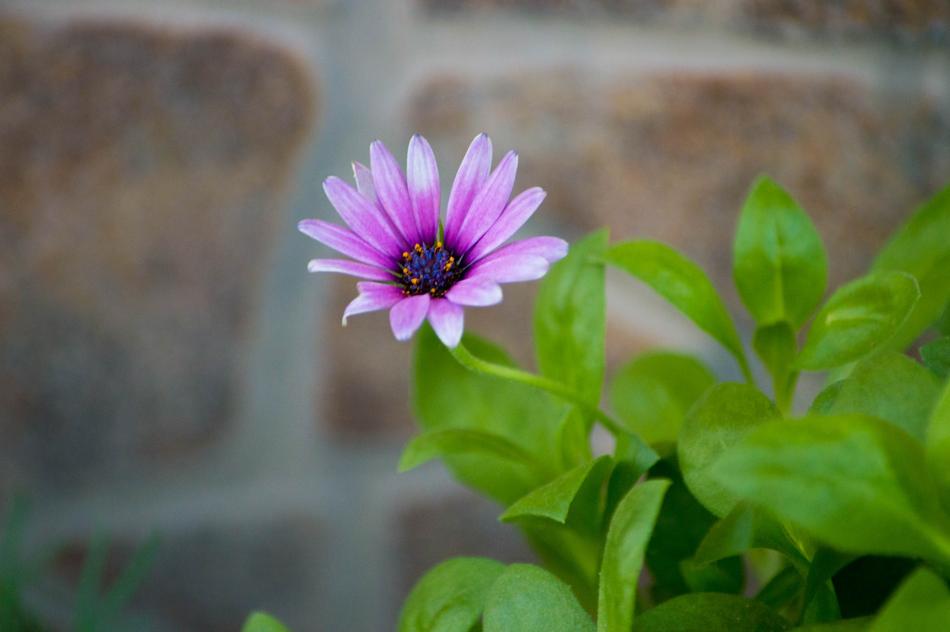 Flower Red