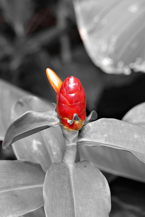 Ginger Plant Red macro blur