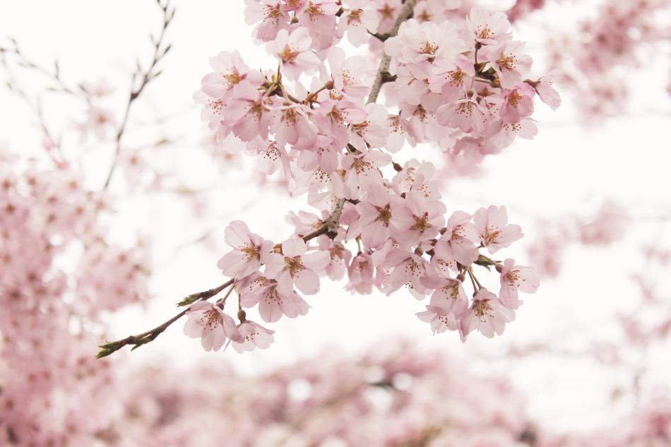 Cherry Wood Flower Branch