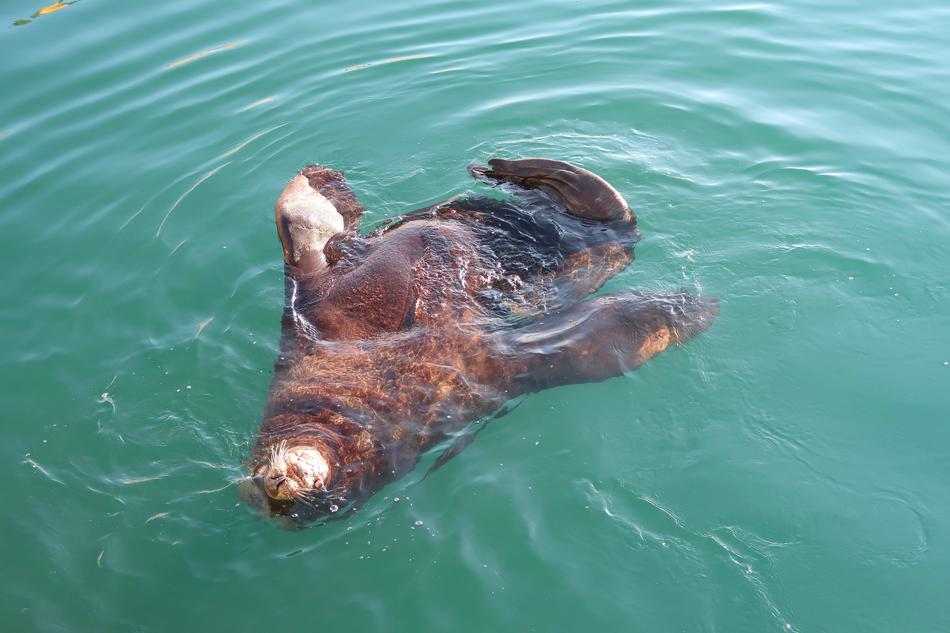 Sea Lion The Steller