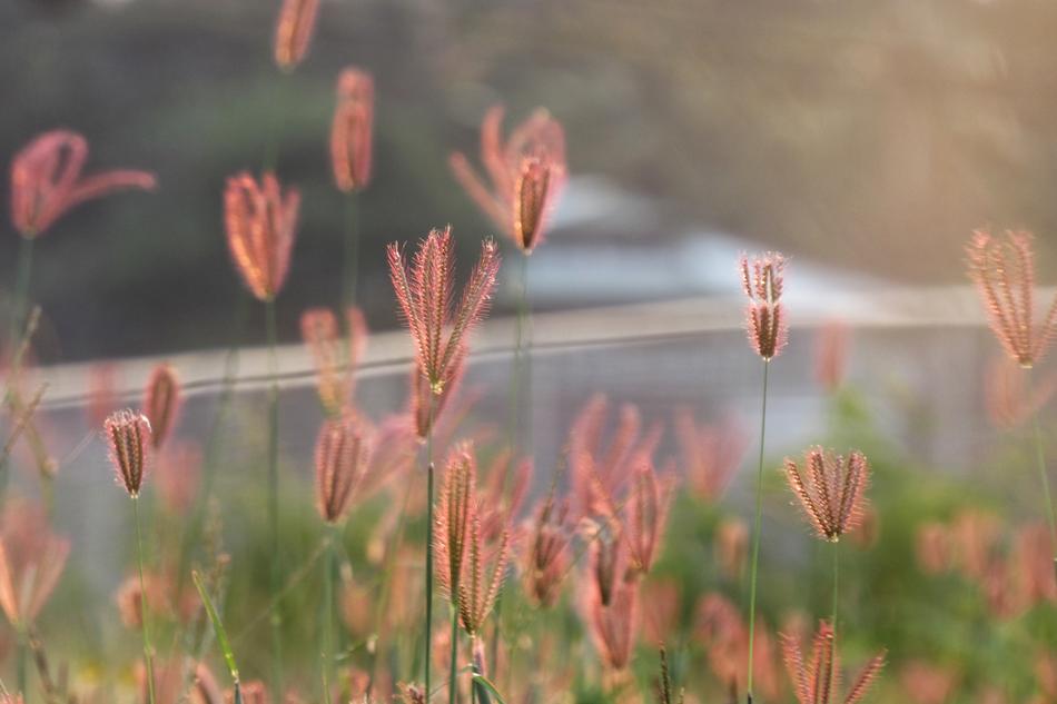 Grass Seed Flower