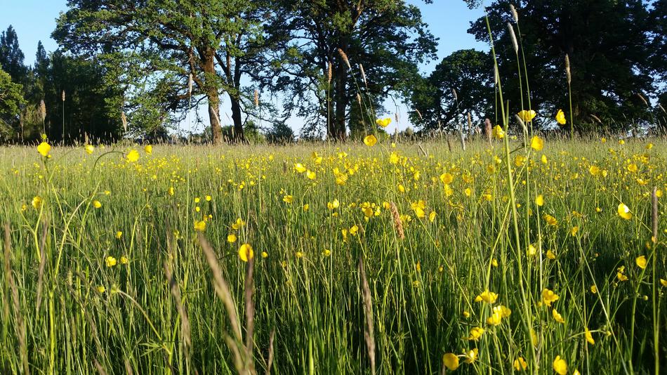 Yellow Flower Field