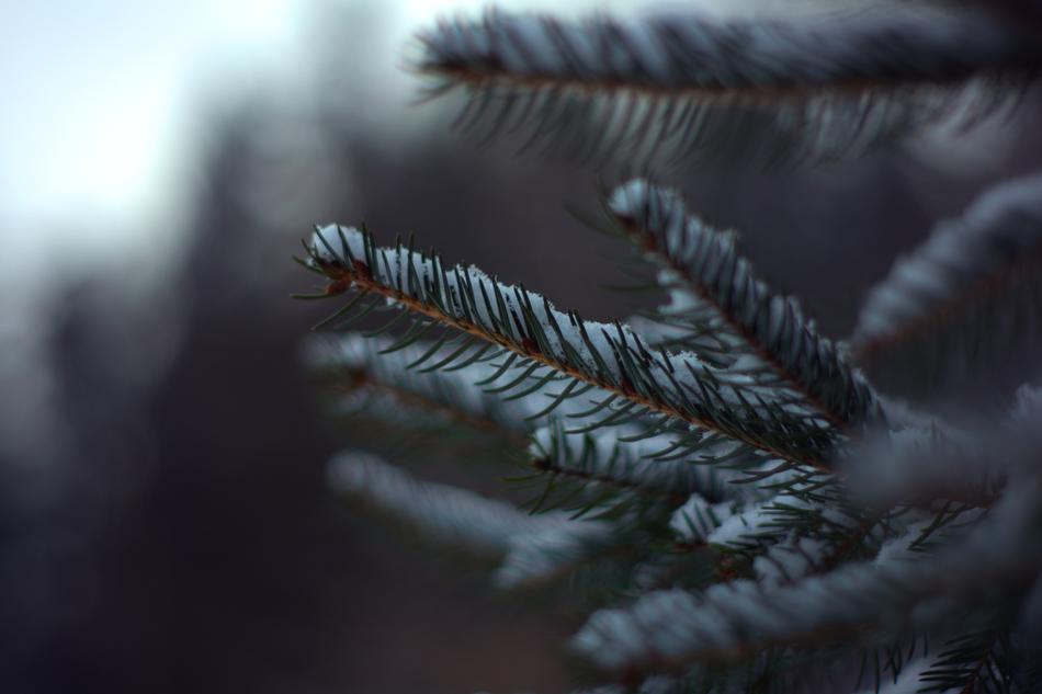 Winter Christmas Nature