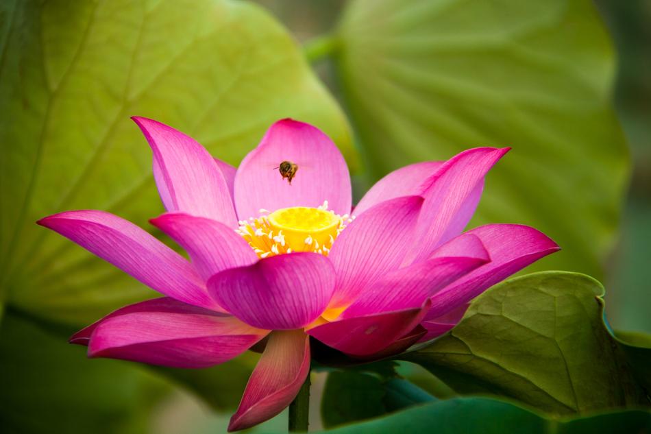 Lotus Flora Flower