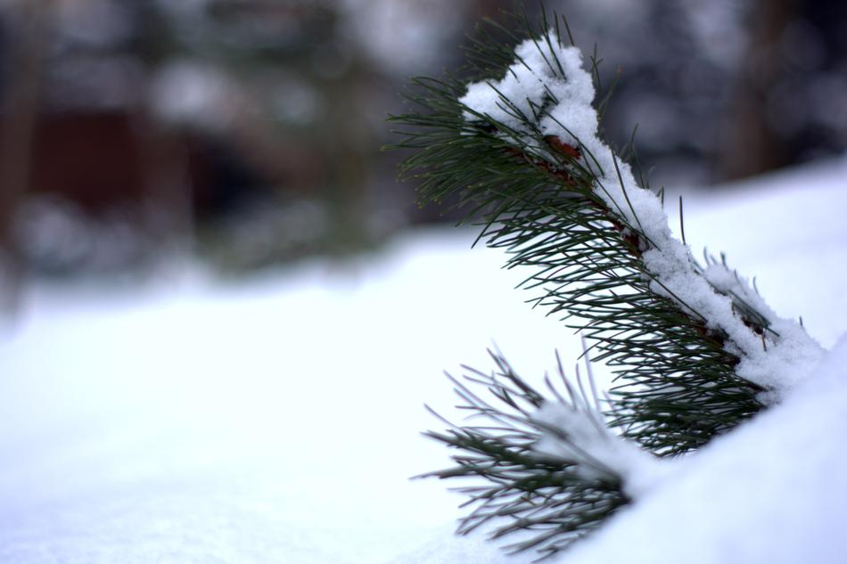 Winter Snow Frost