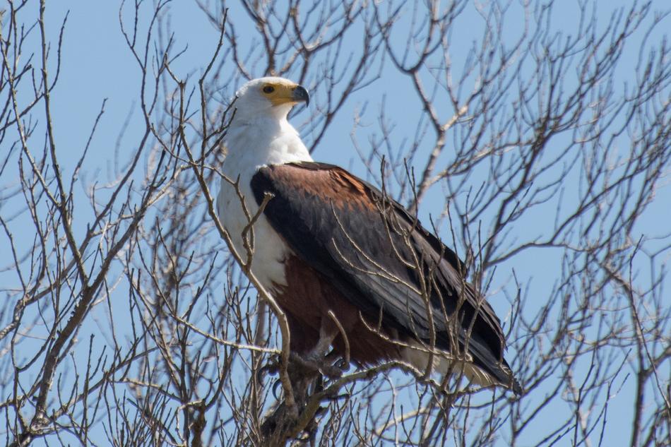 Adler Wetland Africa Bird Of