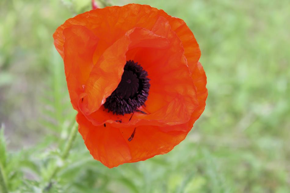 Flower Mack Red