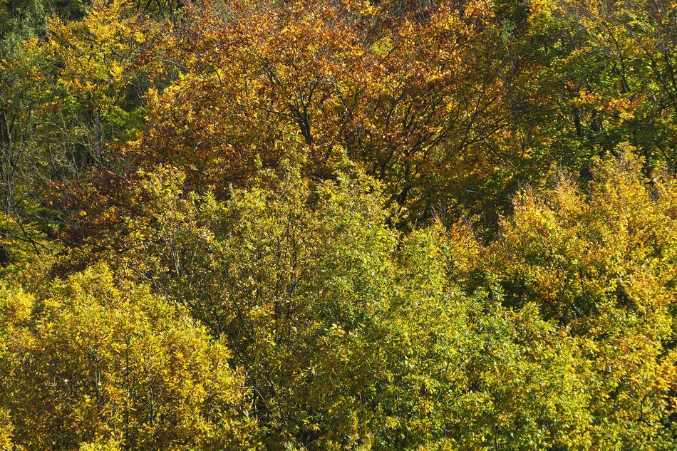 Autumn Forest Indian Summer