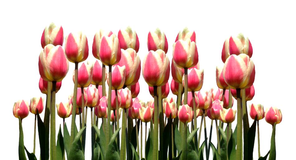 Spring Tulips Easter