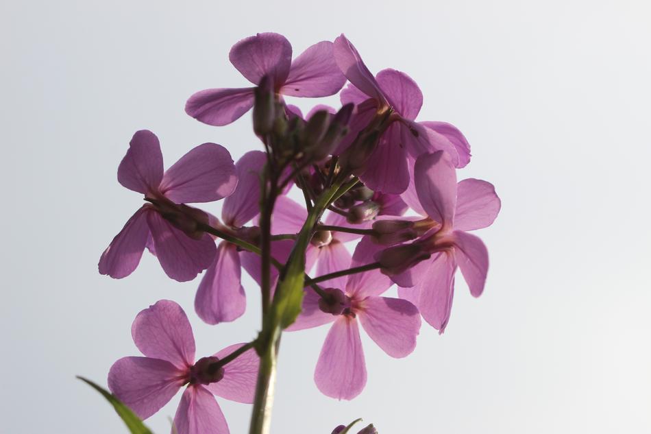 Violet Purple Blossom
