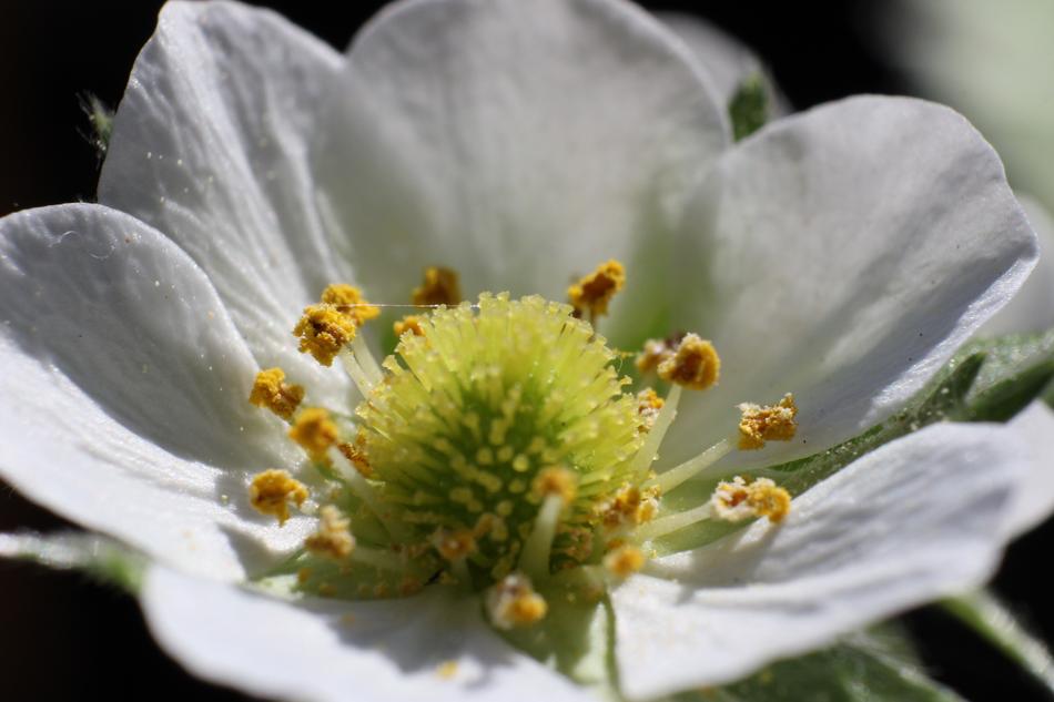 Blossom Bloom White