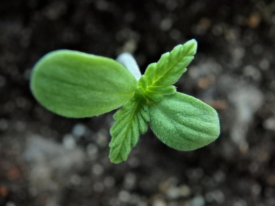 green flora in the ground