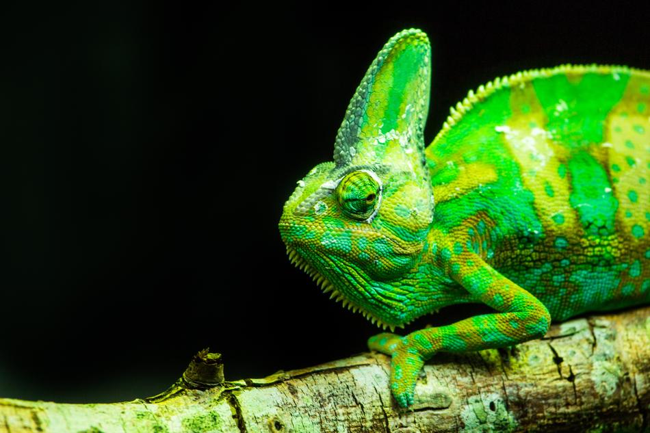 Lizards Reptiles Animal Life