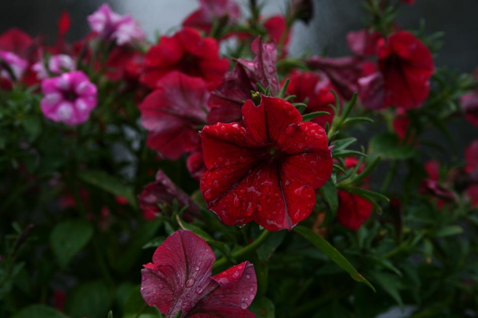 Flower Plant Garden