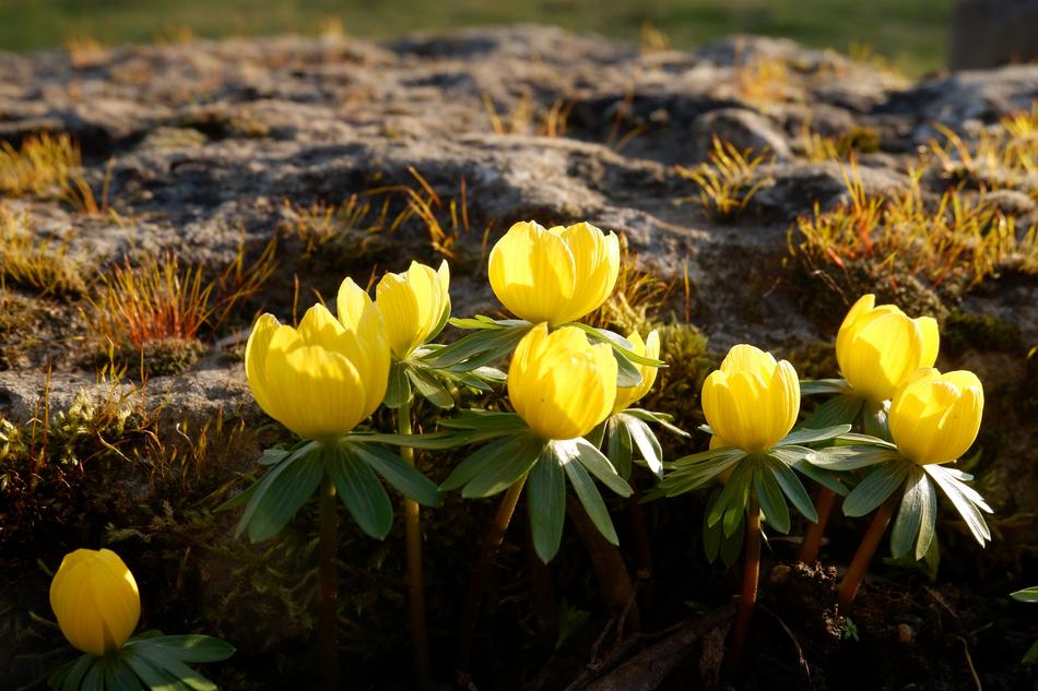 Winter Linge Spring Easter Yellow