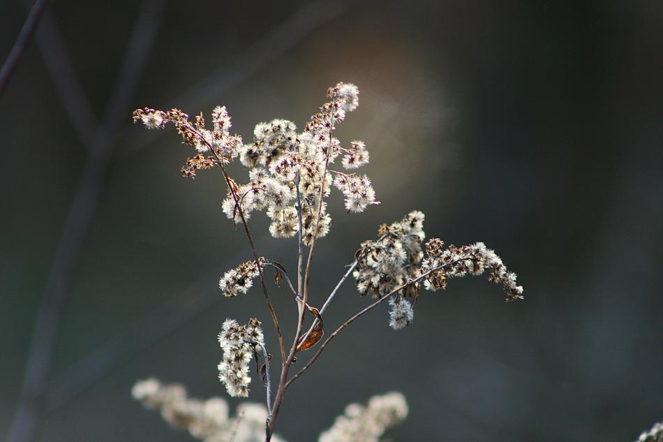 Flower Nature Plant