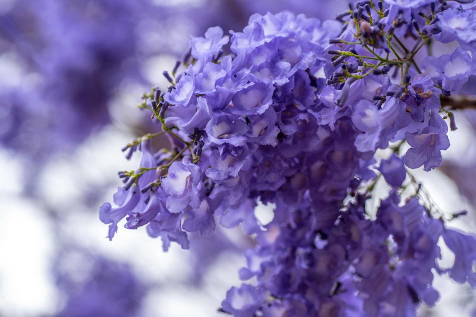 Jacaranda Brisbane Queensland