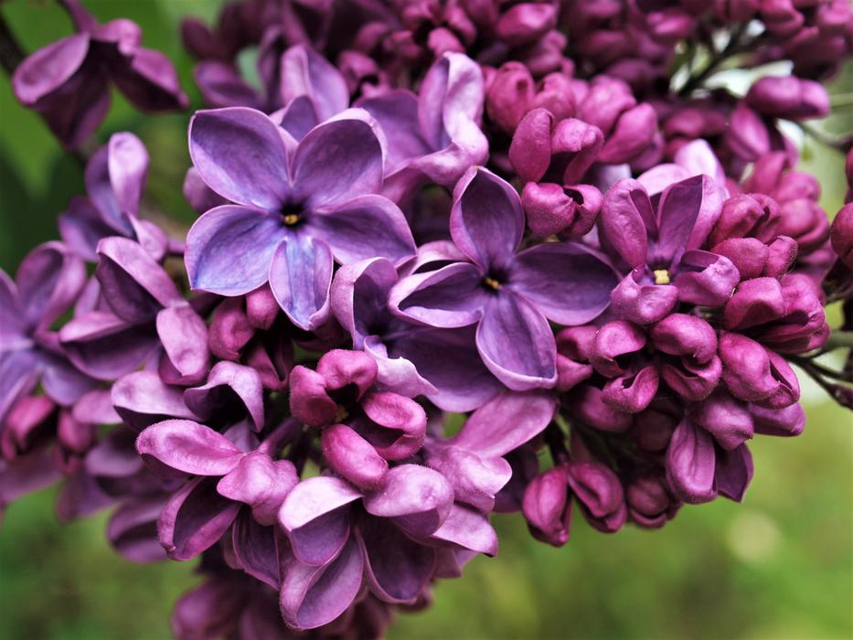 flowers garden lilac spring