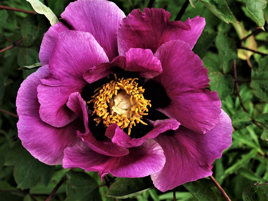 Peony Flower Bloom
