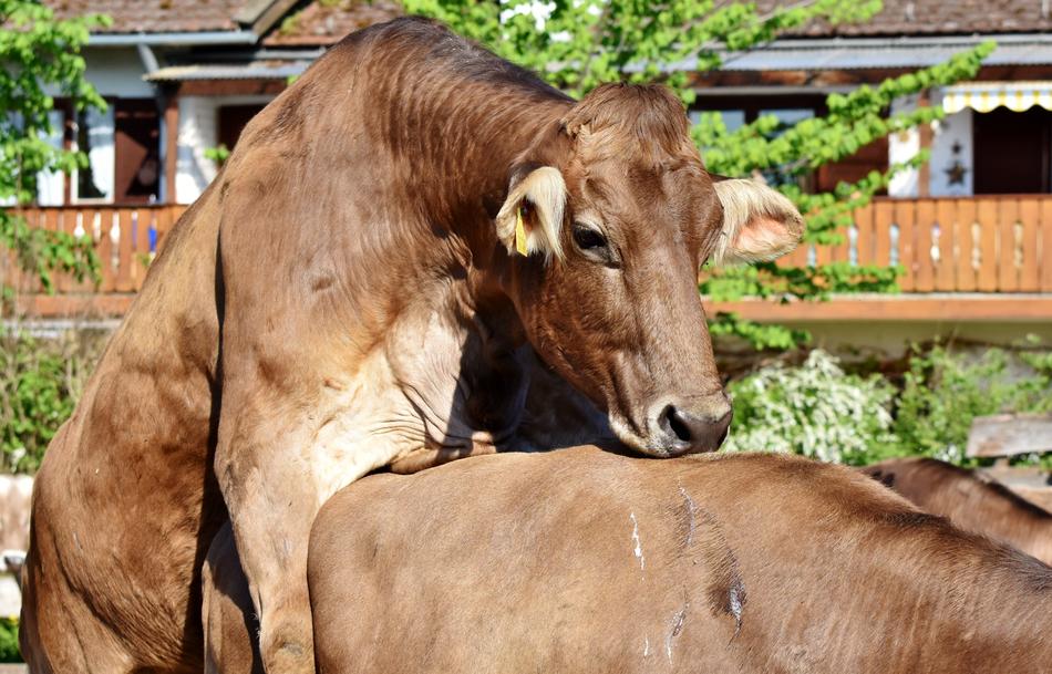 Cow Bull Beef