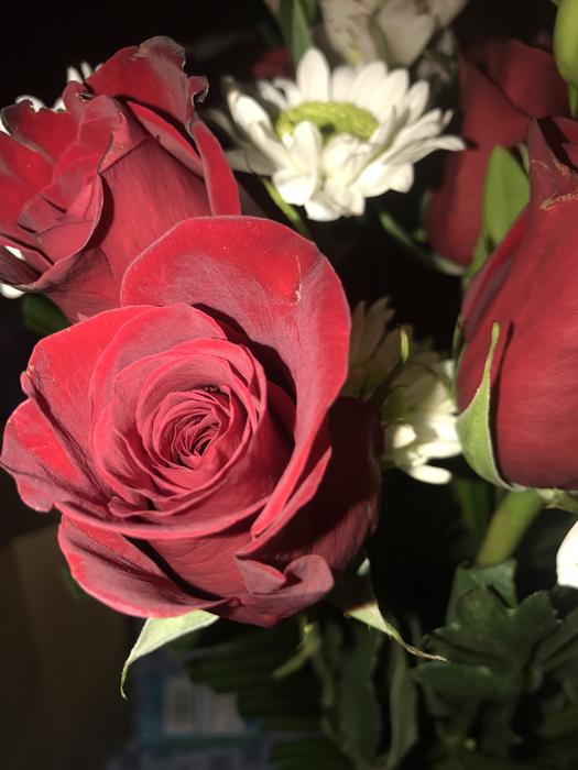 Rose Flower Floral