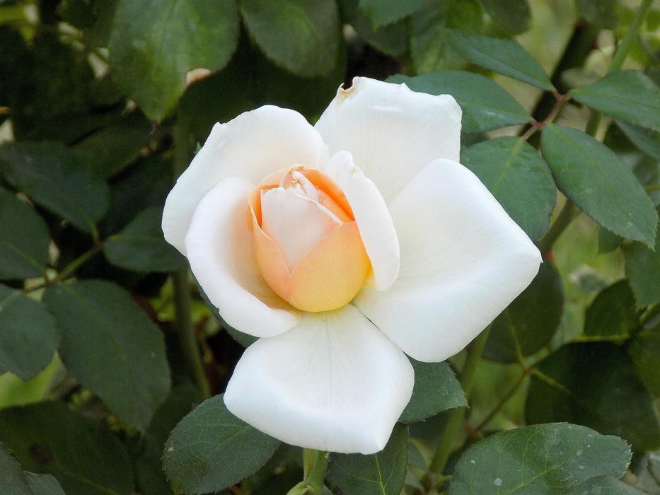 Rose Flower Plant