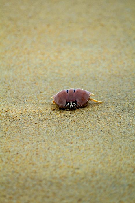 Beach Sand Ocean