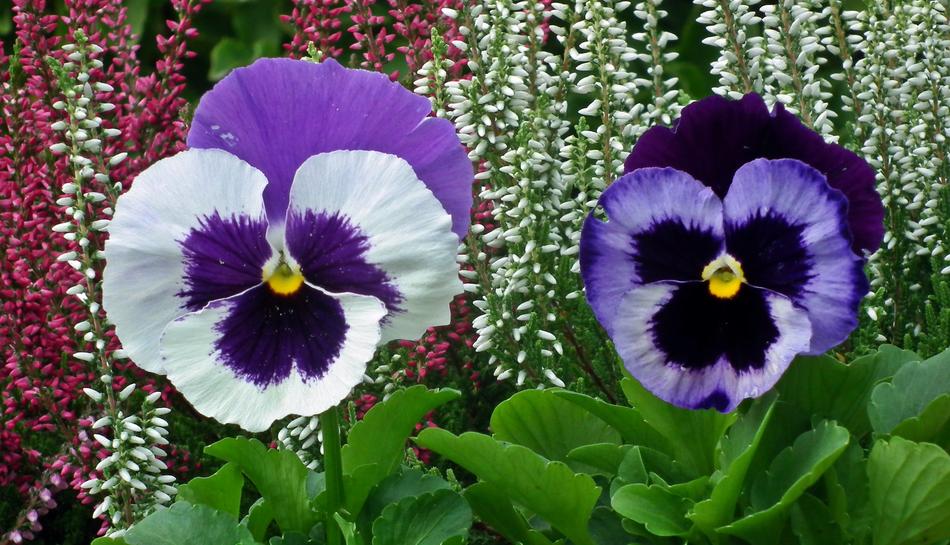 the plant is colored nature summer