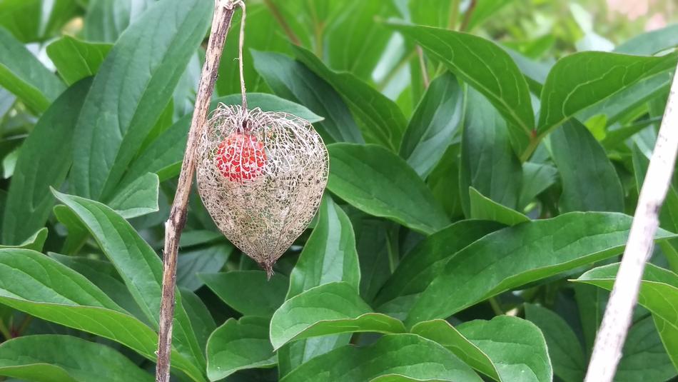 Leaf Nature Plant