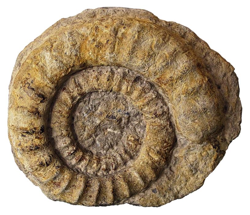 Fossils Petrification Ammonites