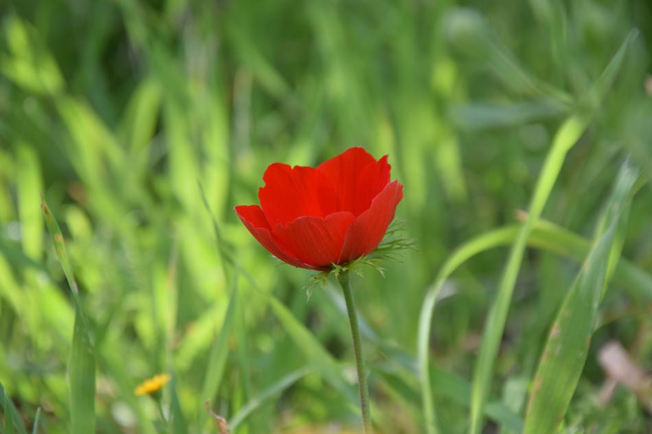 Nature Flora Flower
