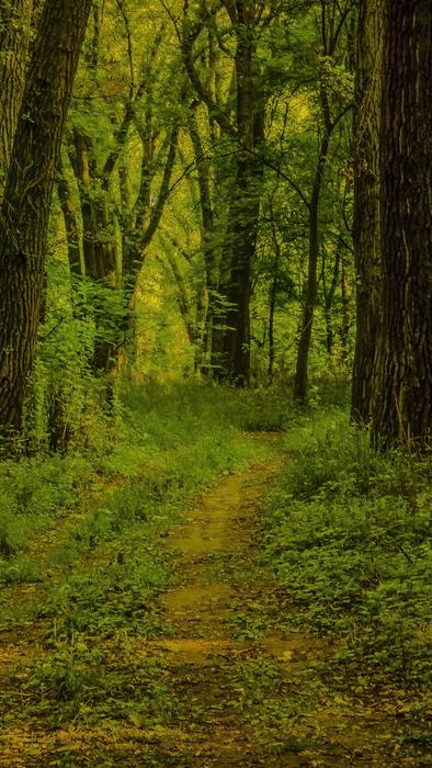 Wood Nature Tree