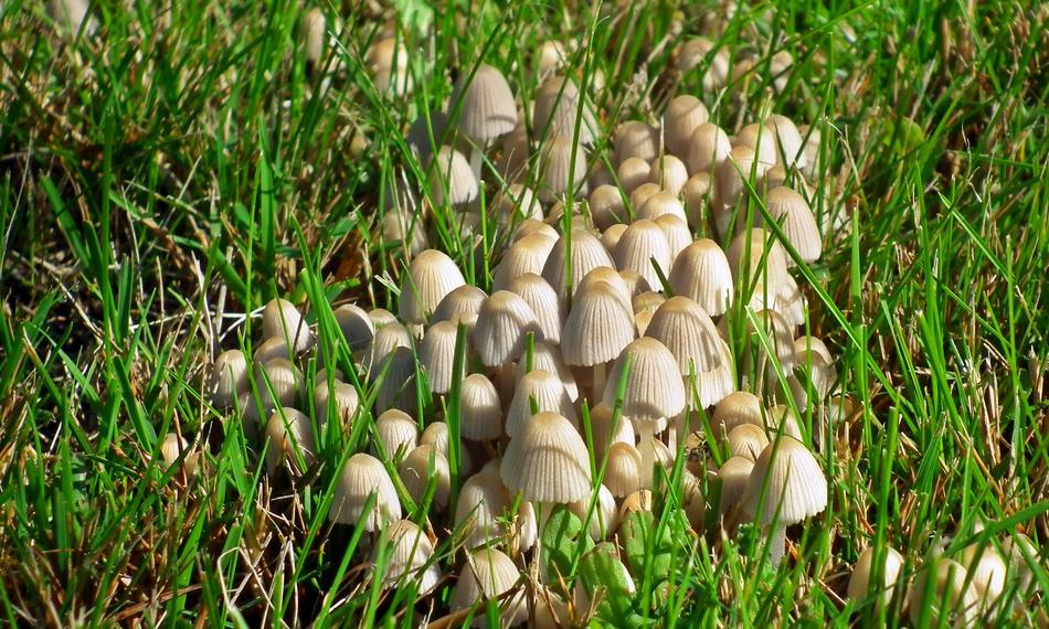 Nature Lawn Plant